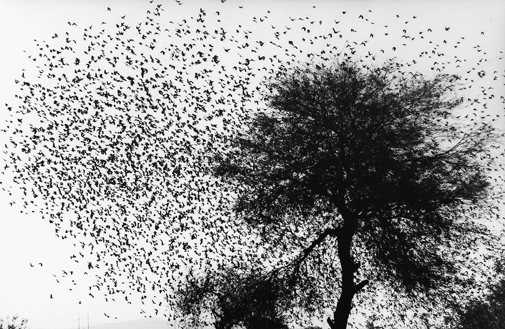 $!Pájaros volando, Guanajuato. Plata sobre gelatina, de Graciela Iturbide.