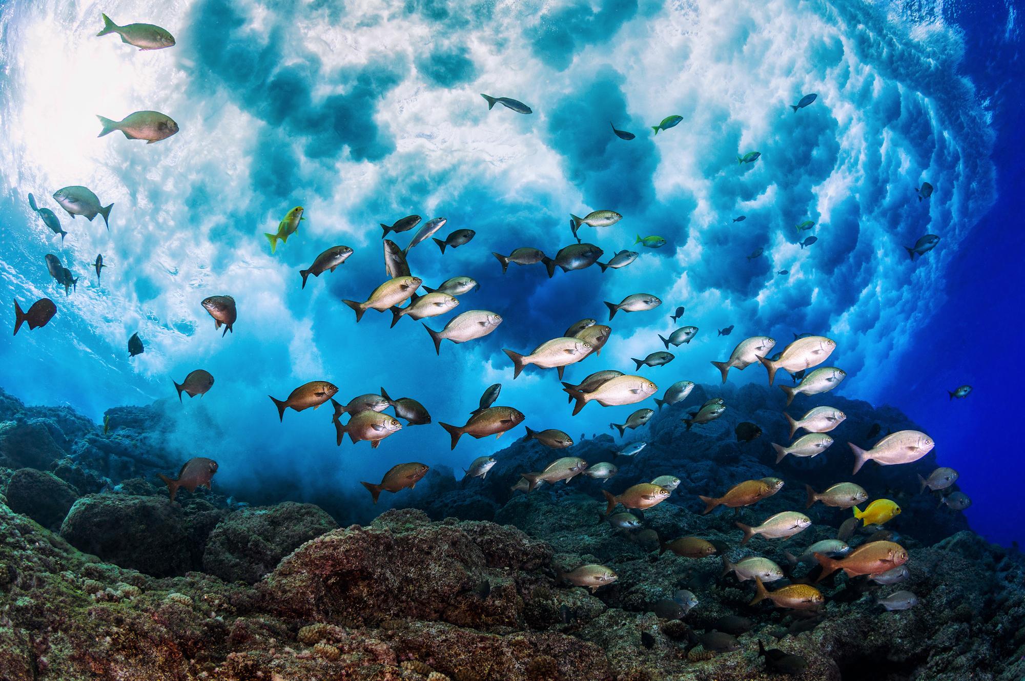 $!Expertos desarman los argumentos de la industria pesquera contra la firma del Tratado de Alta Mar