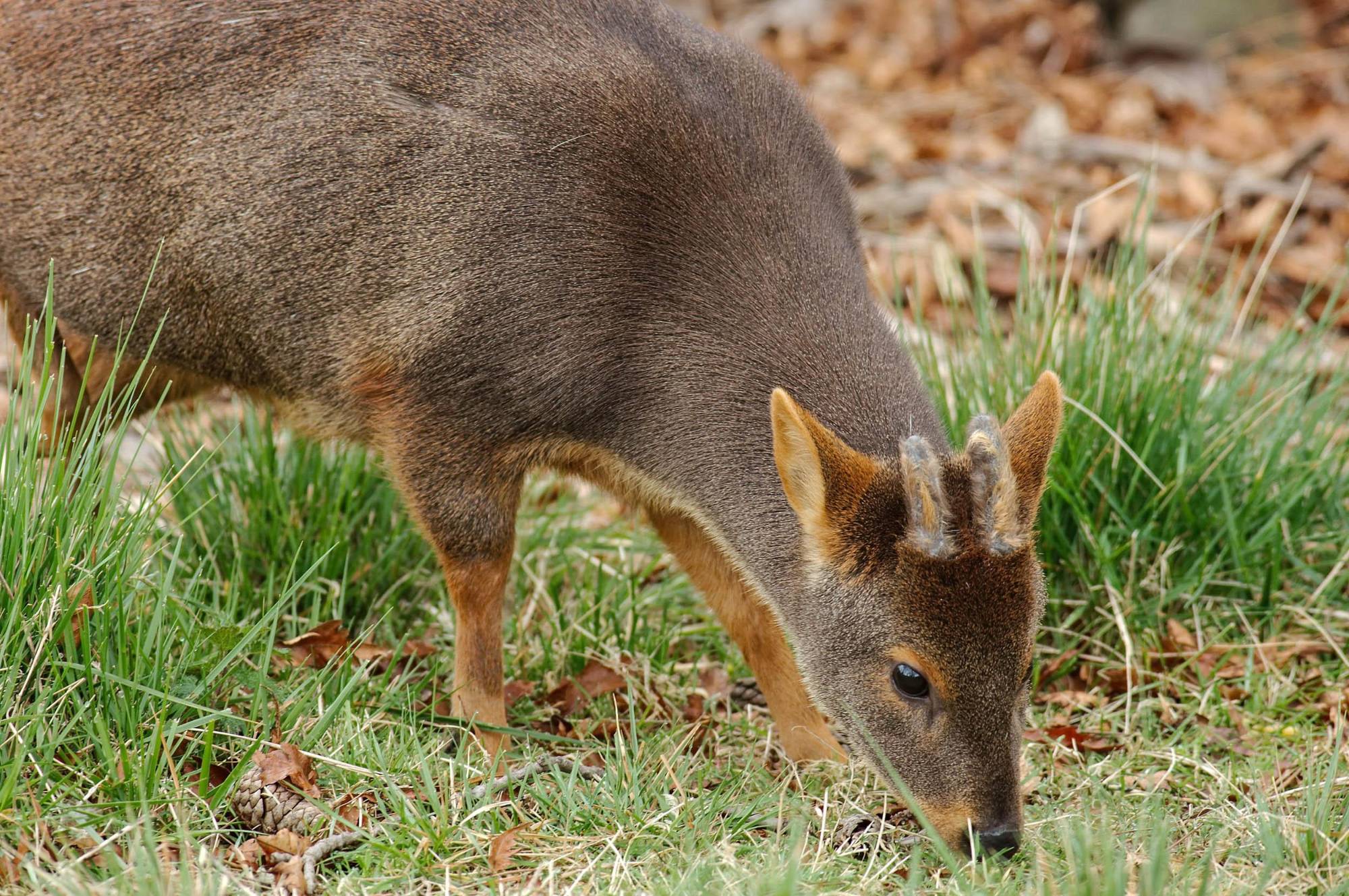 $!El pudú o ciervo enano es una de las especies más afectadas por el fuego en la Patagonia.