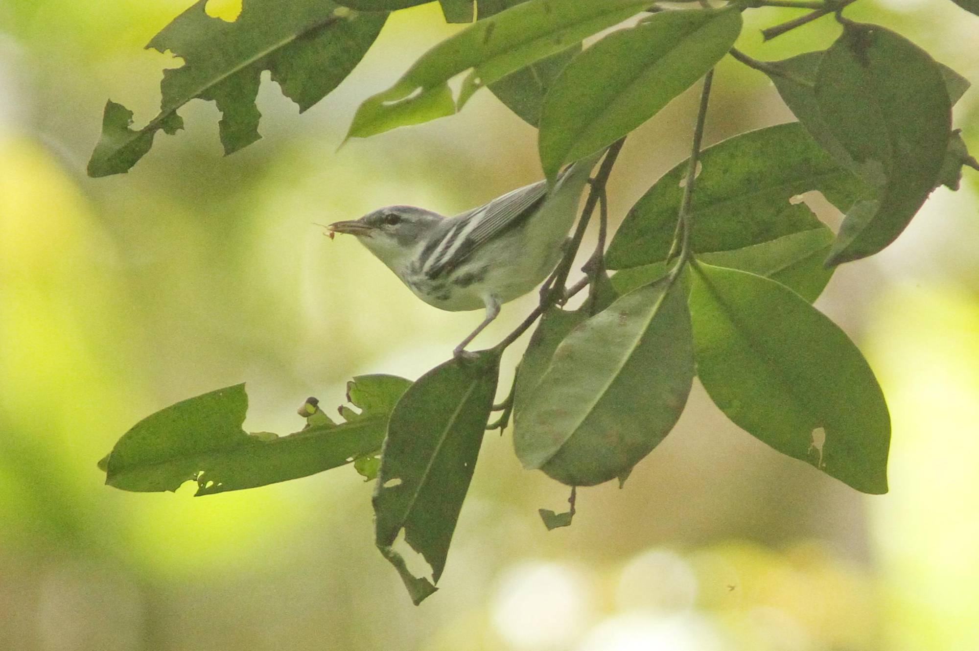 $!Macho de reinita cerúlea (Setophaga cerulea) inmaduro.