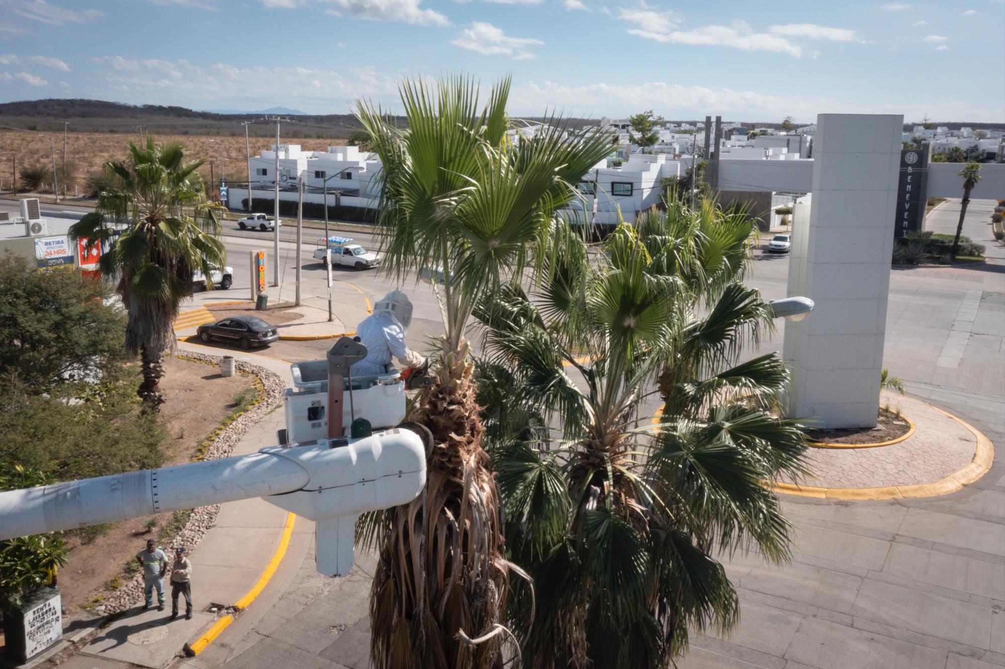 $!Realizan en Culiacán jornadas de limpieza y poda palmeras para ‘embellecer la ciudad’
