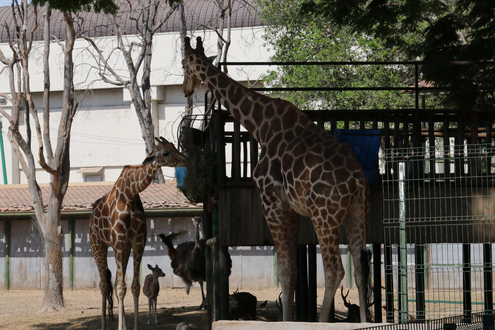 $!Descarta asociación de zoológicos vacunar a animales contra Covid-19 en Sinaloa