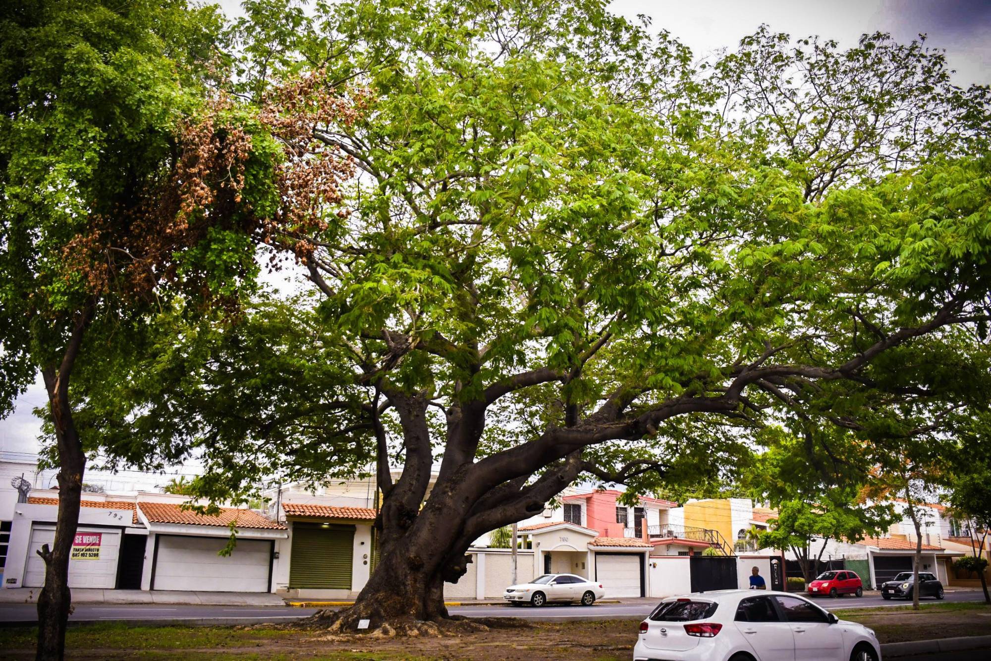 $!Los árboles centenarios: memoria viva y guardianes del tiempo de Culiacán