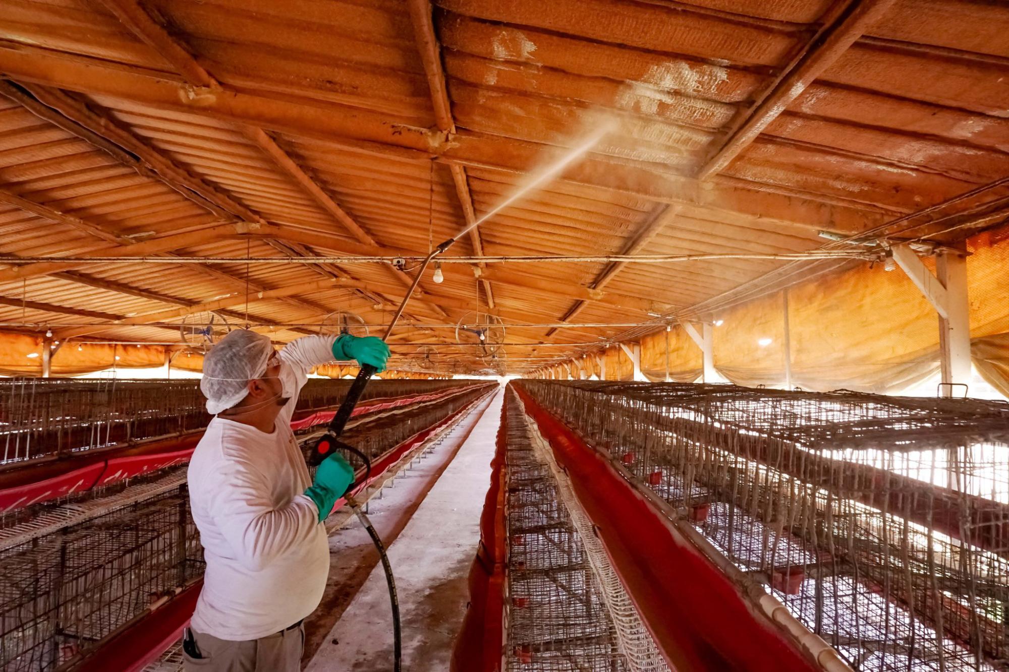 $!Reportan primer caso de influenza aviar AH5 de alta patogenicidad en granja de Sonora
