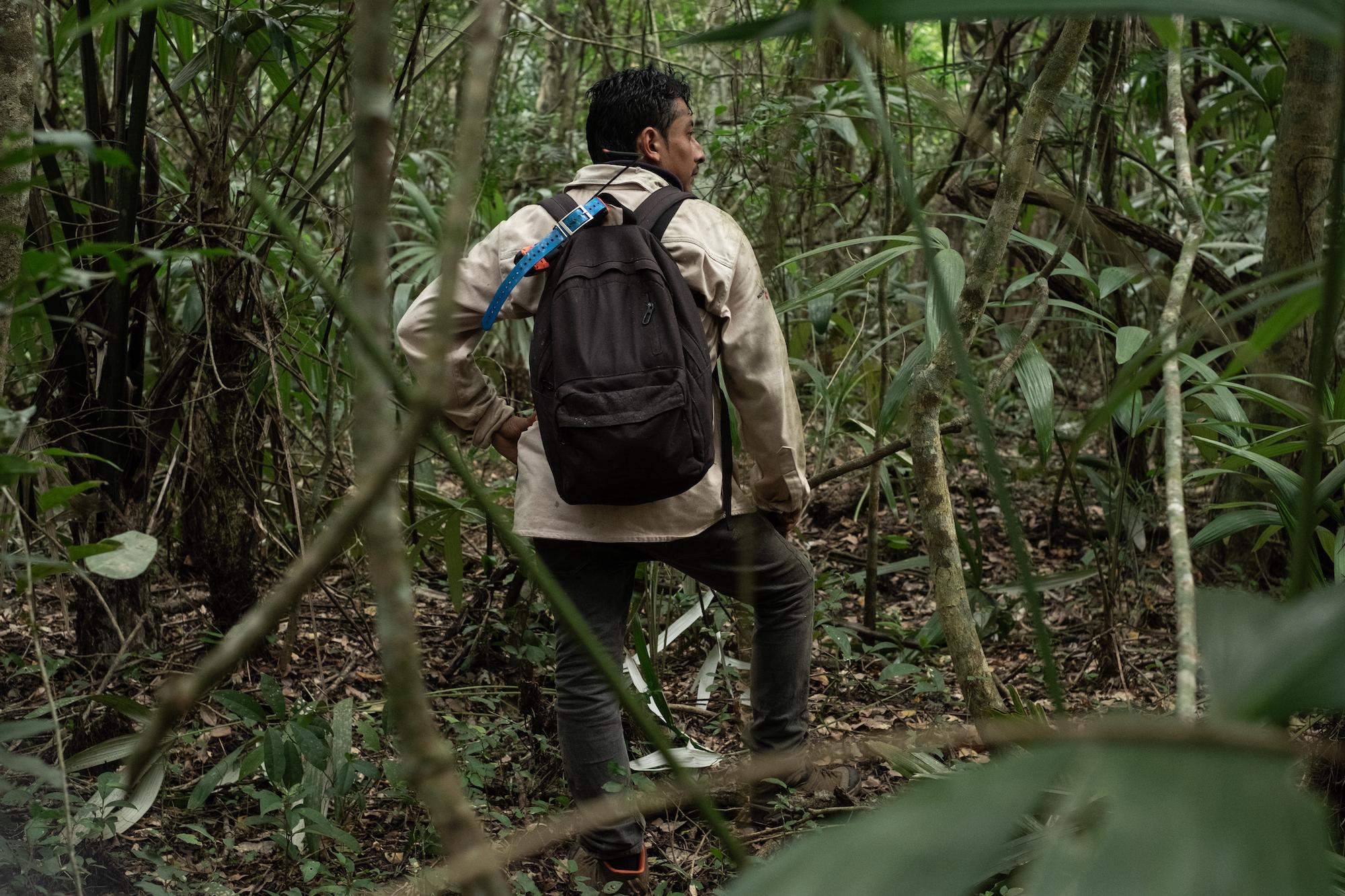 $!Con olfato y corazón: la historia del entrenador y los ‘perros tigreros’ que rastrean jaguares para protegerlos