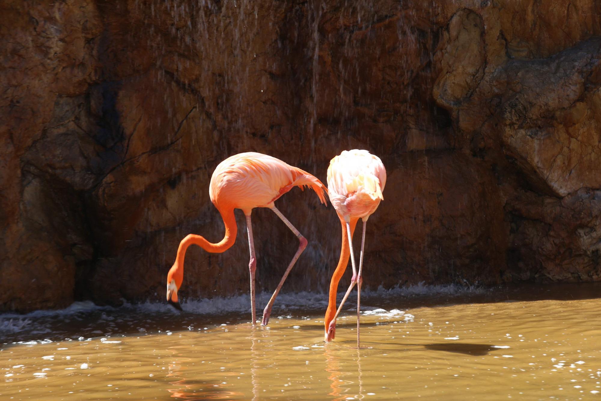 $!Acuario Mazatlán alista su cierre tras 42 años siendo el sitio más visitado de Mazatlán