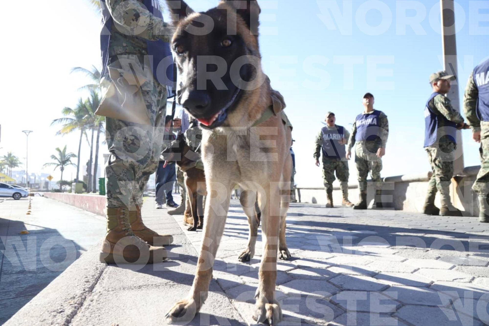 $!Realizan elementos de seguridad primer operativo de barridos del Carnaval de Mazatlán 2026