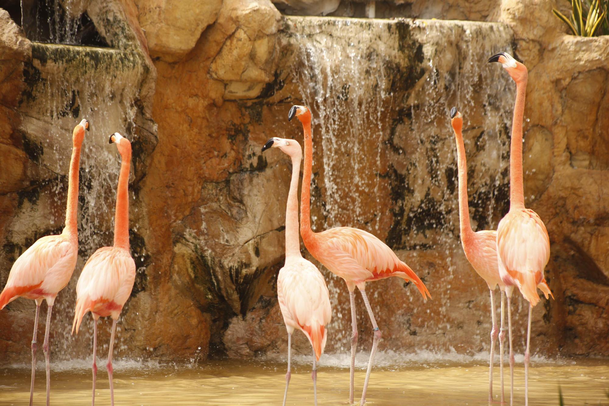 $!Acuario Mazatlán alista su cierre tras 42 años siendo el sitio más visitado de Mazatlán