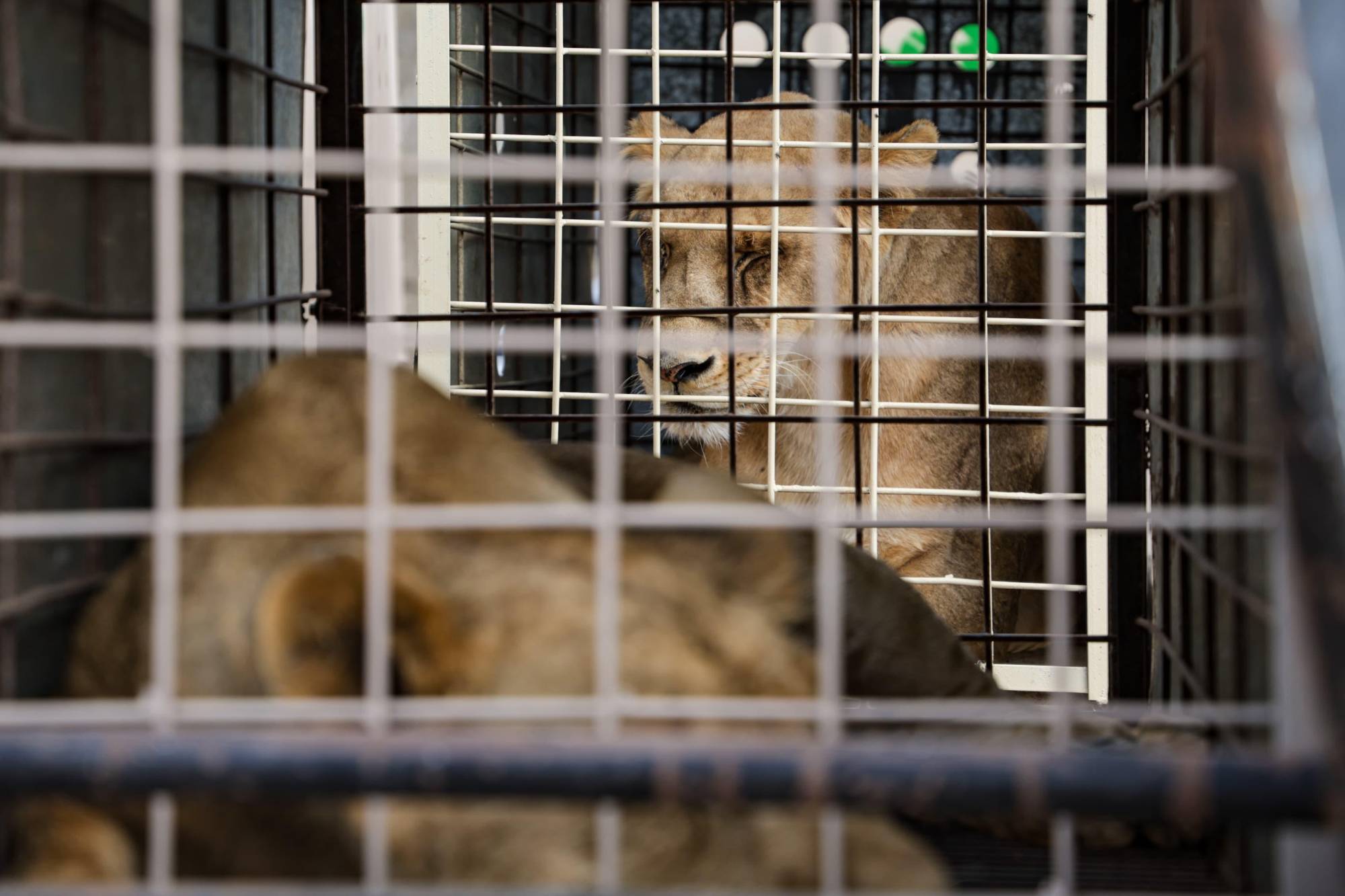 $!Ostok cierra su santuario por inseguridad en Culiacán: animales son trasladados a Mazatlán