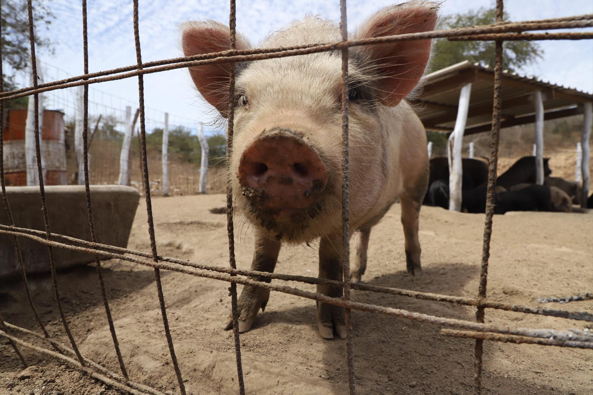 $!Lo que ‘La Vaca Lupe’ parió