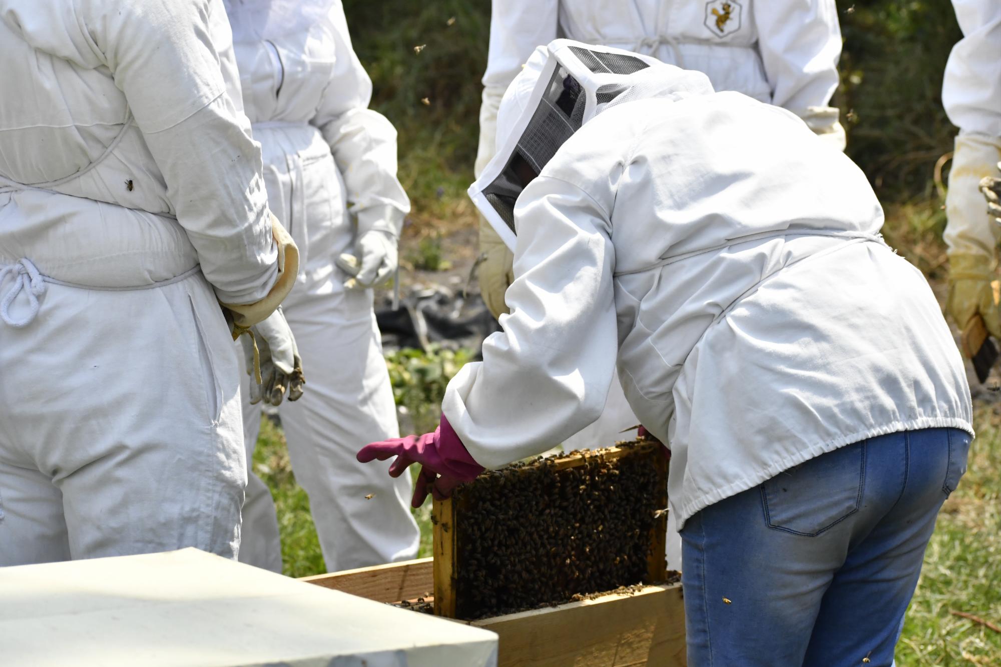 $!Abejas de Barrio, un turismo en México que acelera la seguridad alimentaria