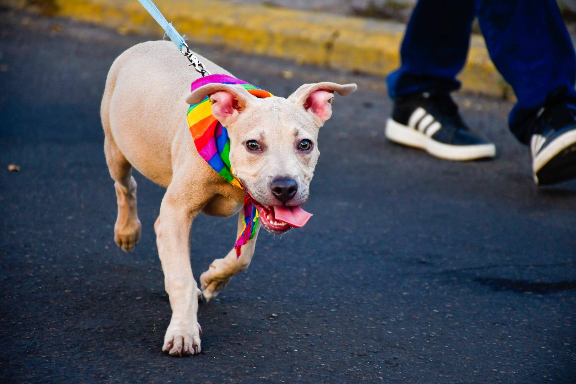 $!Lanzan llamado a la paz y a la inclusión en Marcha de la Diversidad Sexual en Culiacán
