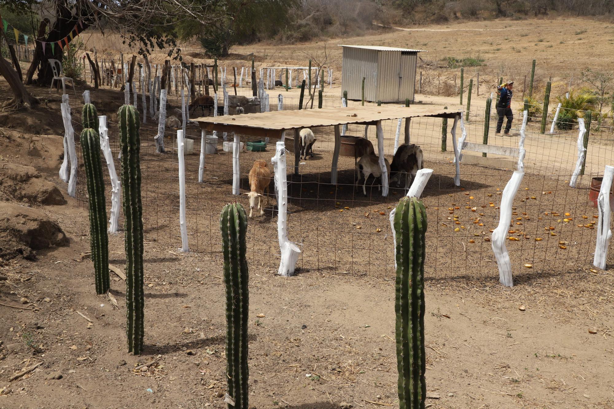 $!Lo que ‘La Vaca Lupe’ parió