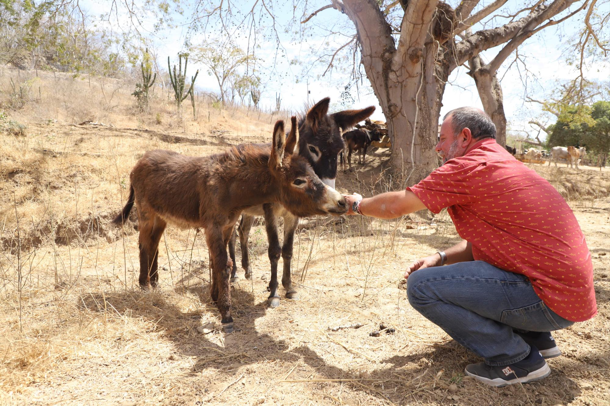 $!Lo que ‘La Vaca Lupe’ parió