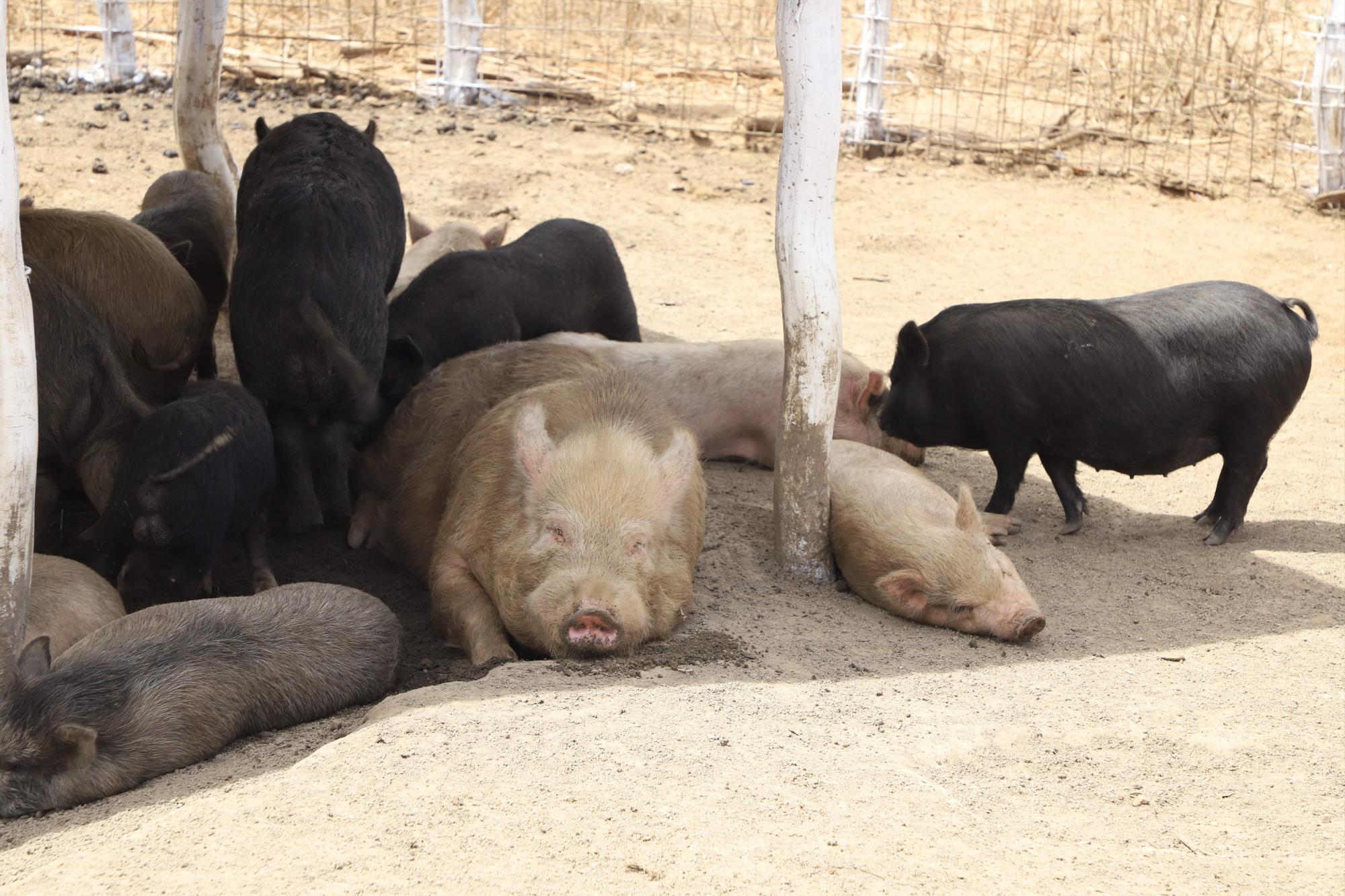 $!Lo que ‘La Vaca Lupe’ parió