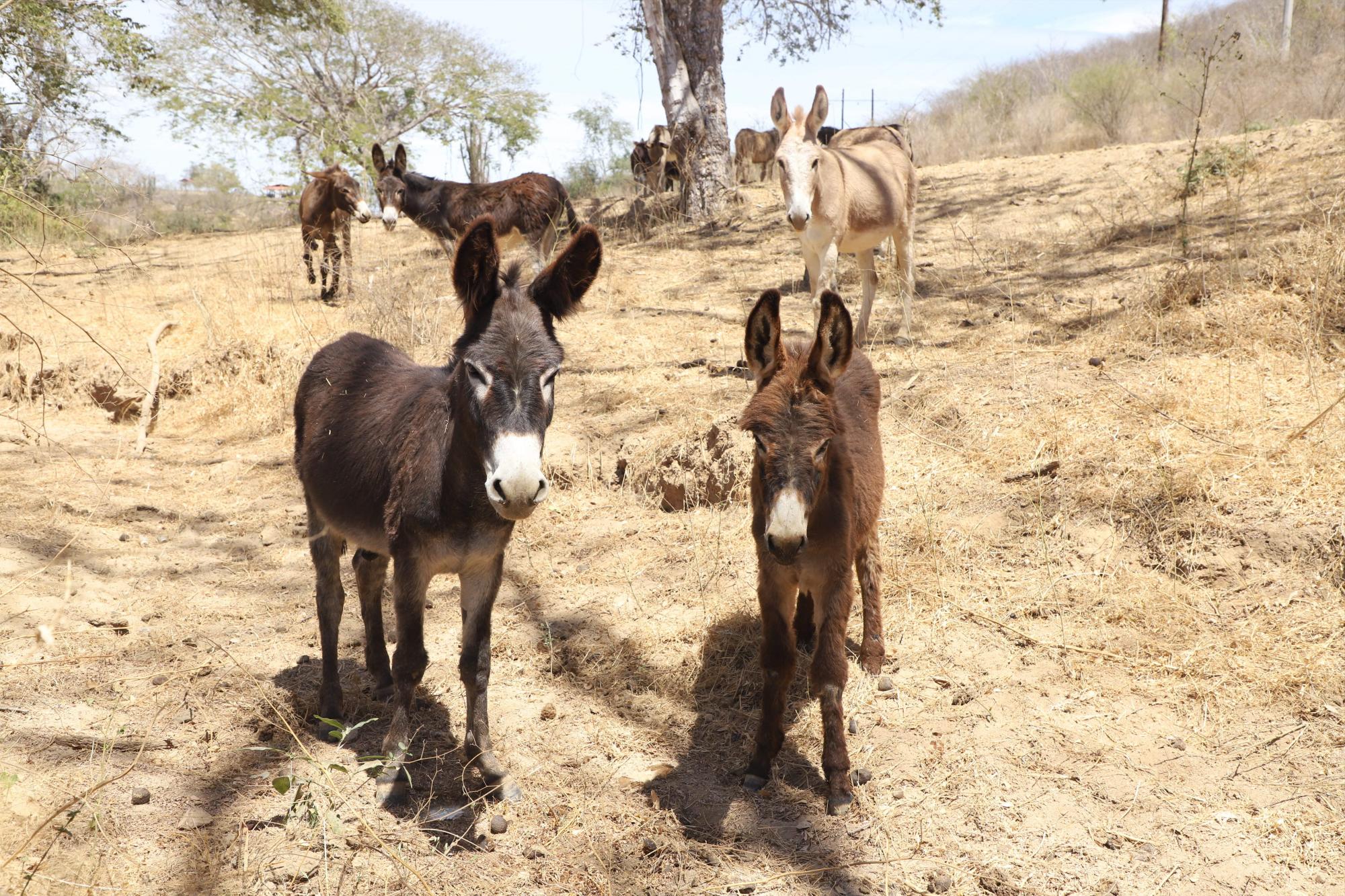 $!Lo que ‘La Vaca Lupe’ parió