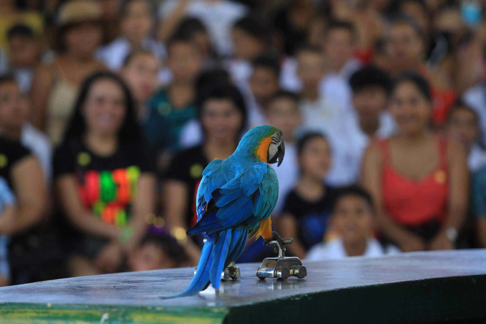 $!Acuario Mazatlán alista su cierre tras 42 años siendo el sitio más visitado de Mazatlán
