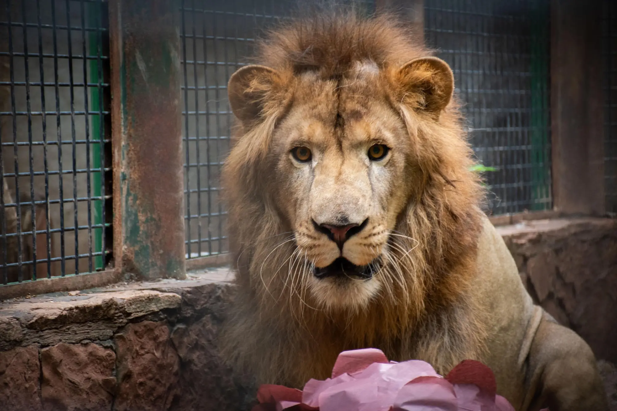 $!Presentan a ‘Tiki’, un nuevo león africano del Zoológico de Culiacán