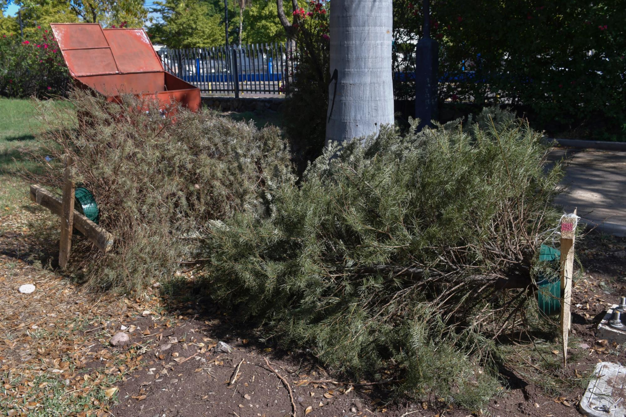 $!Culiacán dispone de 13 centros de acopio para pinos de Navidad