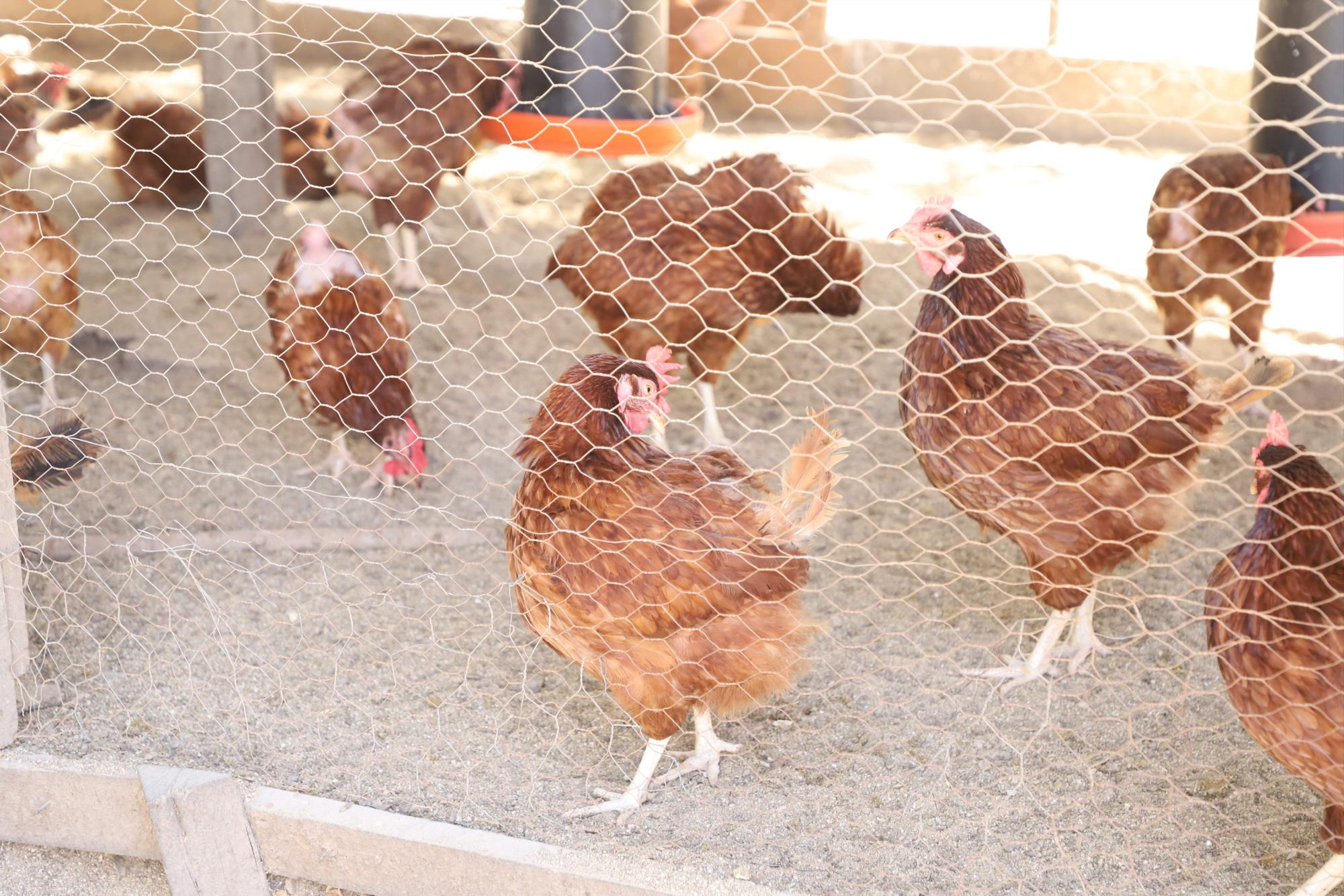 $!Lo que ‘La Vaca Lupe’ parió