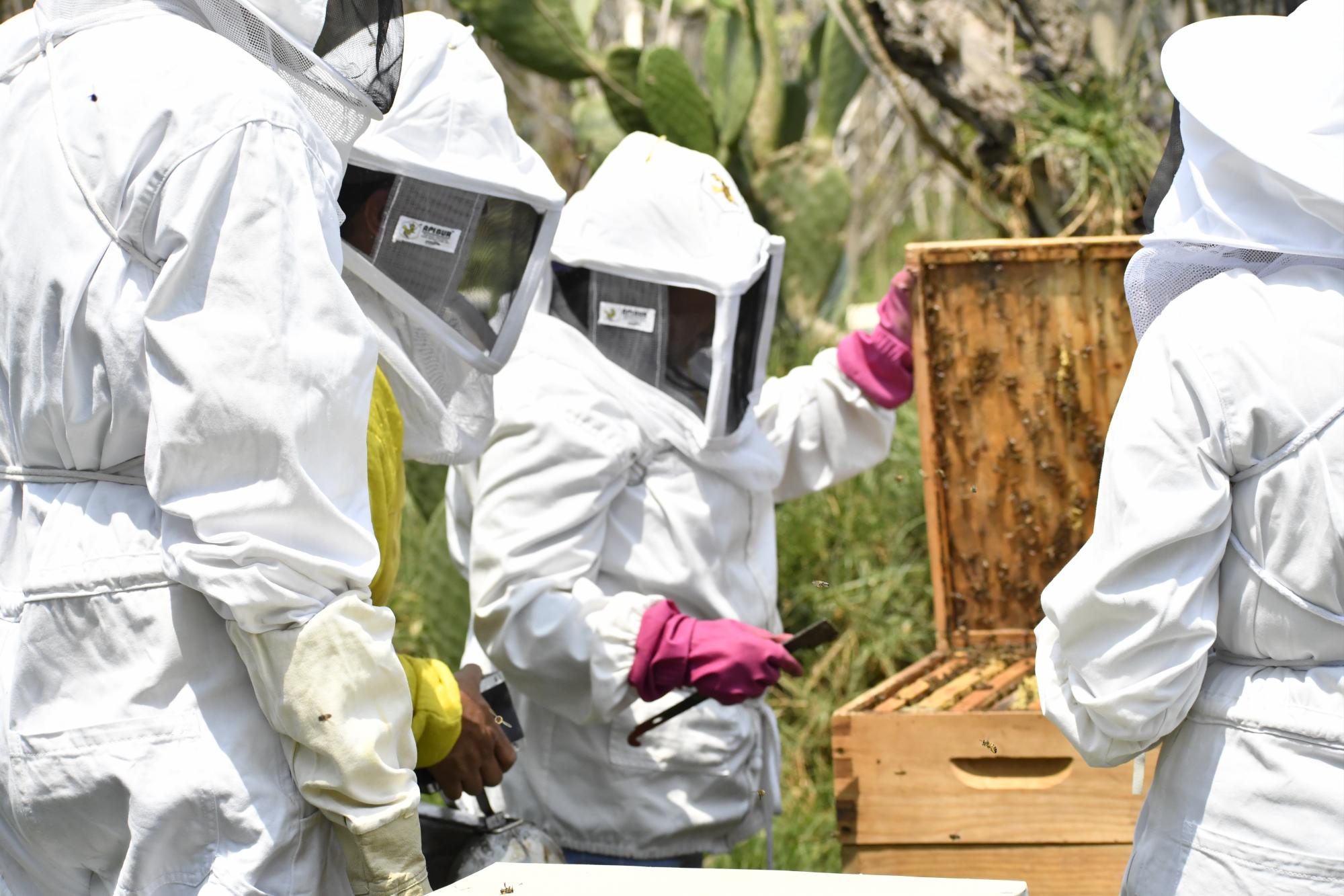 $!Abejas de Barrio, un turismo en México que acelera la seguridad alimentaria