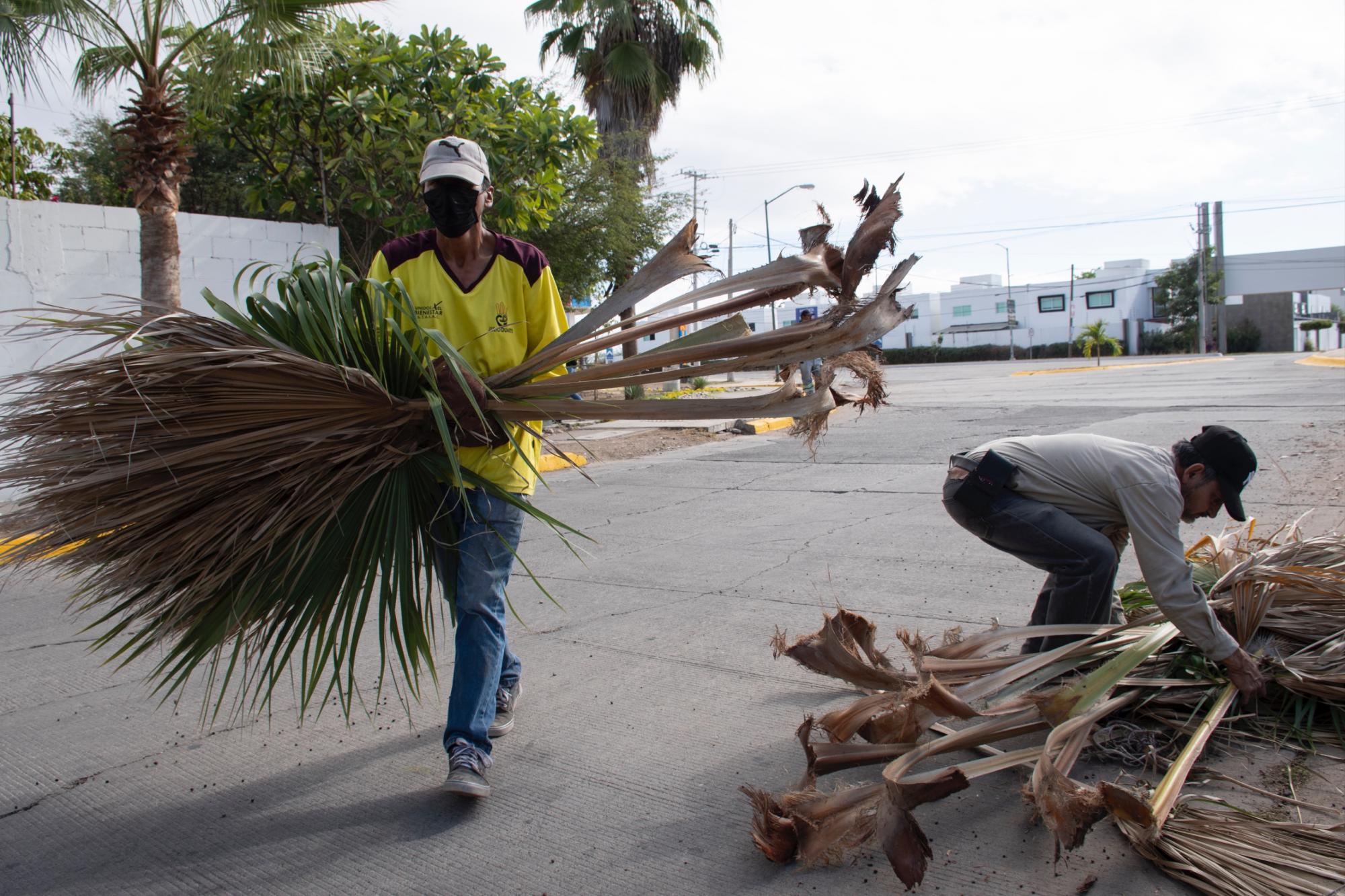 $!Realizan en Culiacán jornadas de limpieza y poda palmeras para ‘embellecer la ciudad’