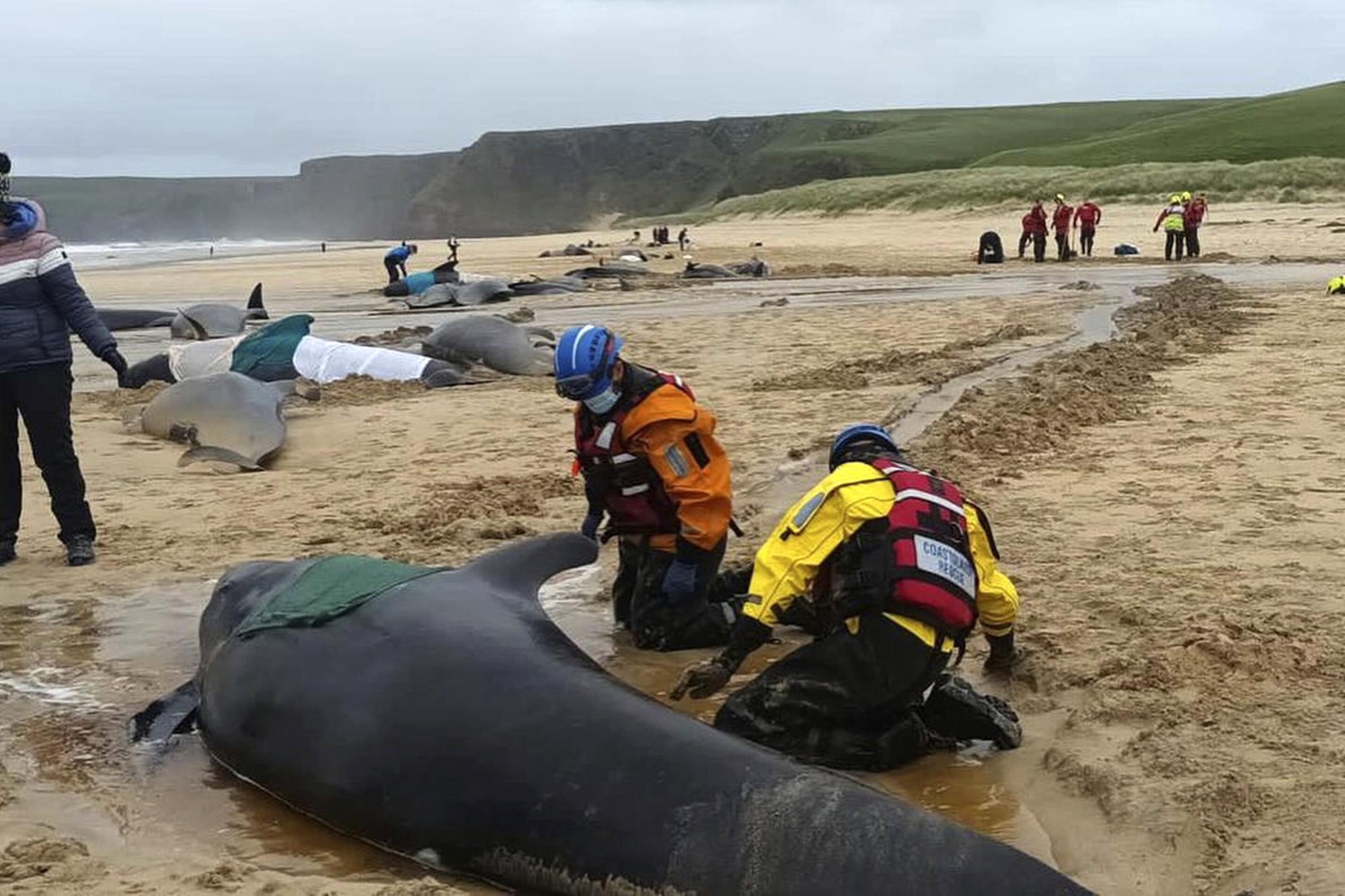 $!En Escocia, 55 ballenas piloto quedan varadas y mueren