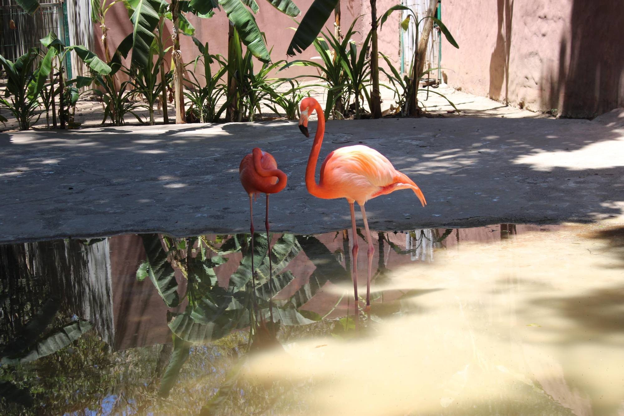 $!El aviario es una de las atracciones del zoológico.