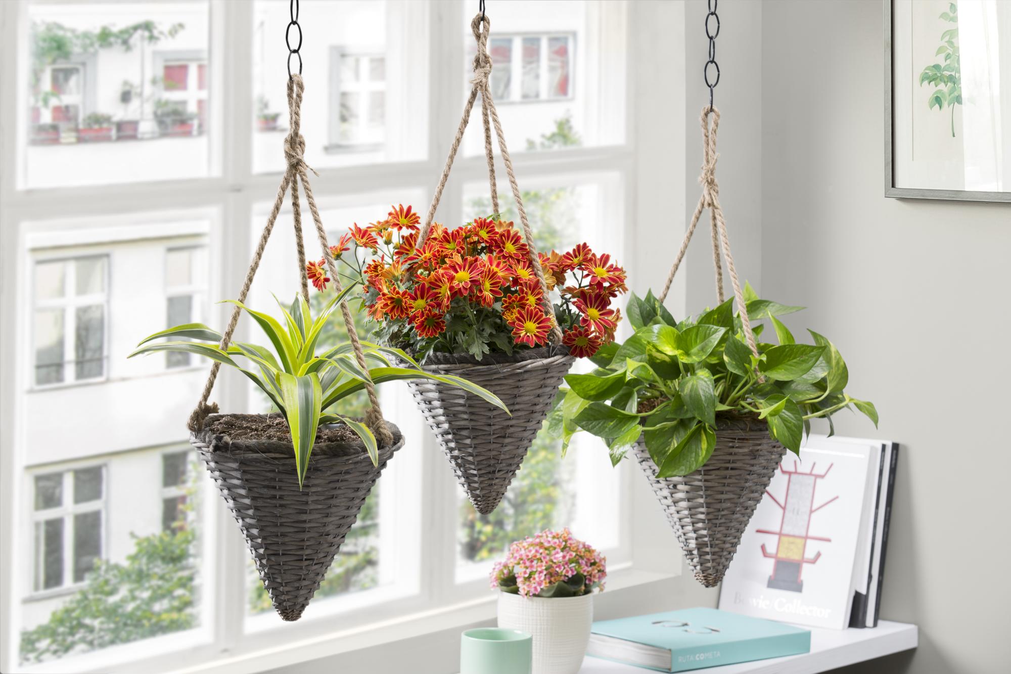 $!5 plantas que no pueden faltar en el altar de muertos