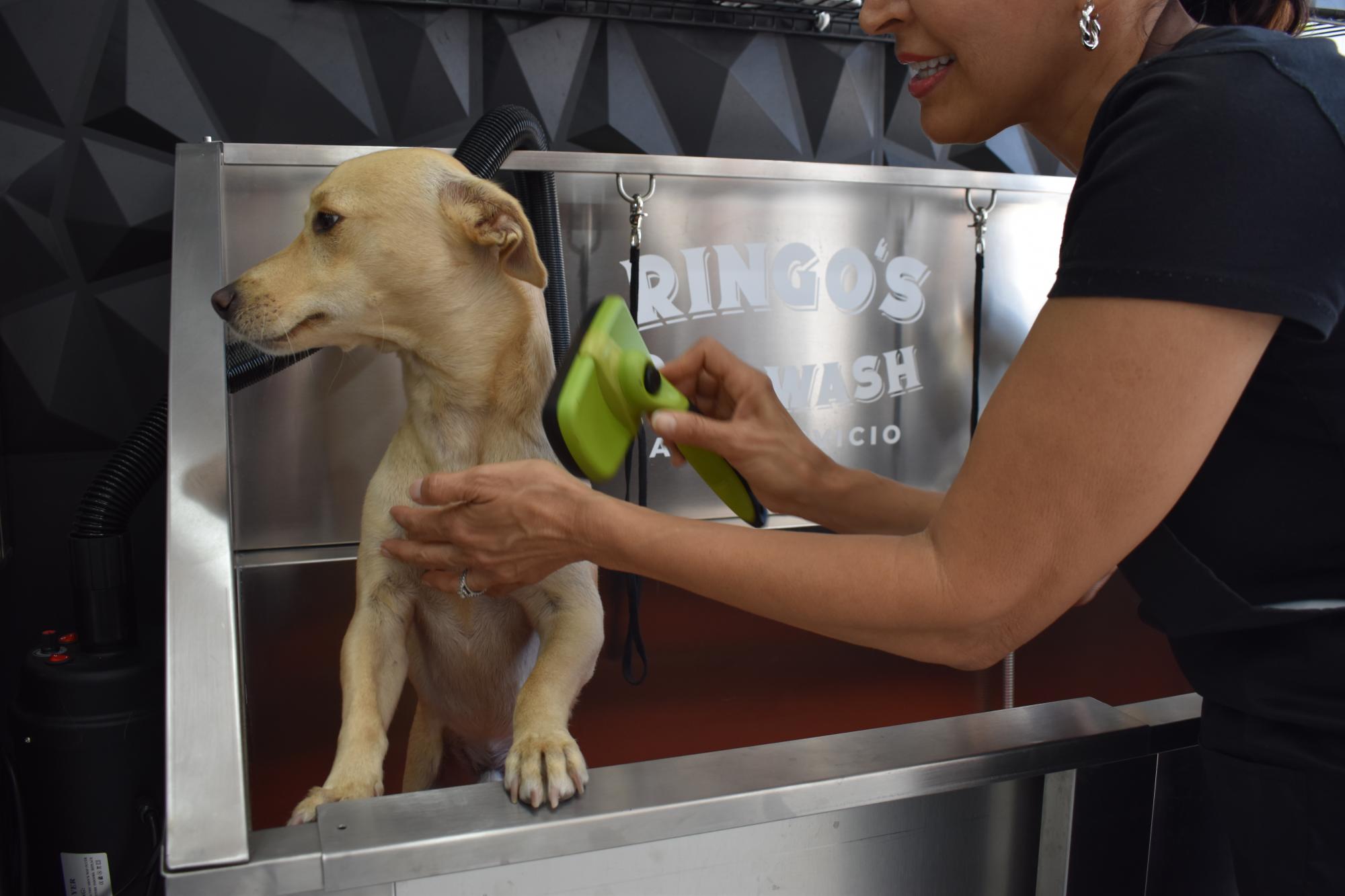 $!Ringo’s Dog Wash: el primer autoservicio de baño canino en Mazatlán