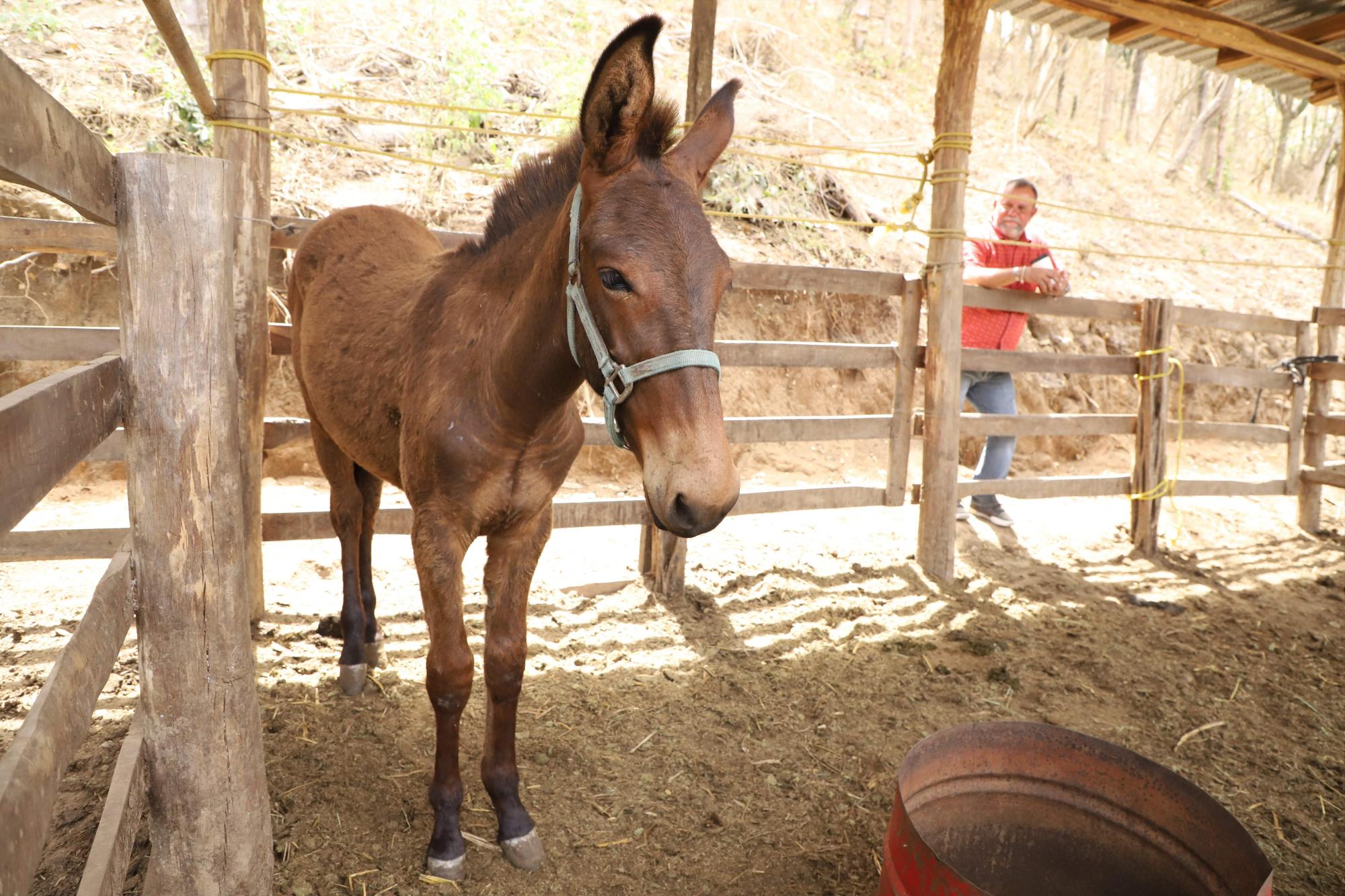 $!Lo que ‘La Vaca Lupe’ parió