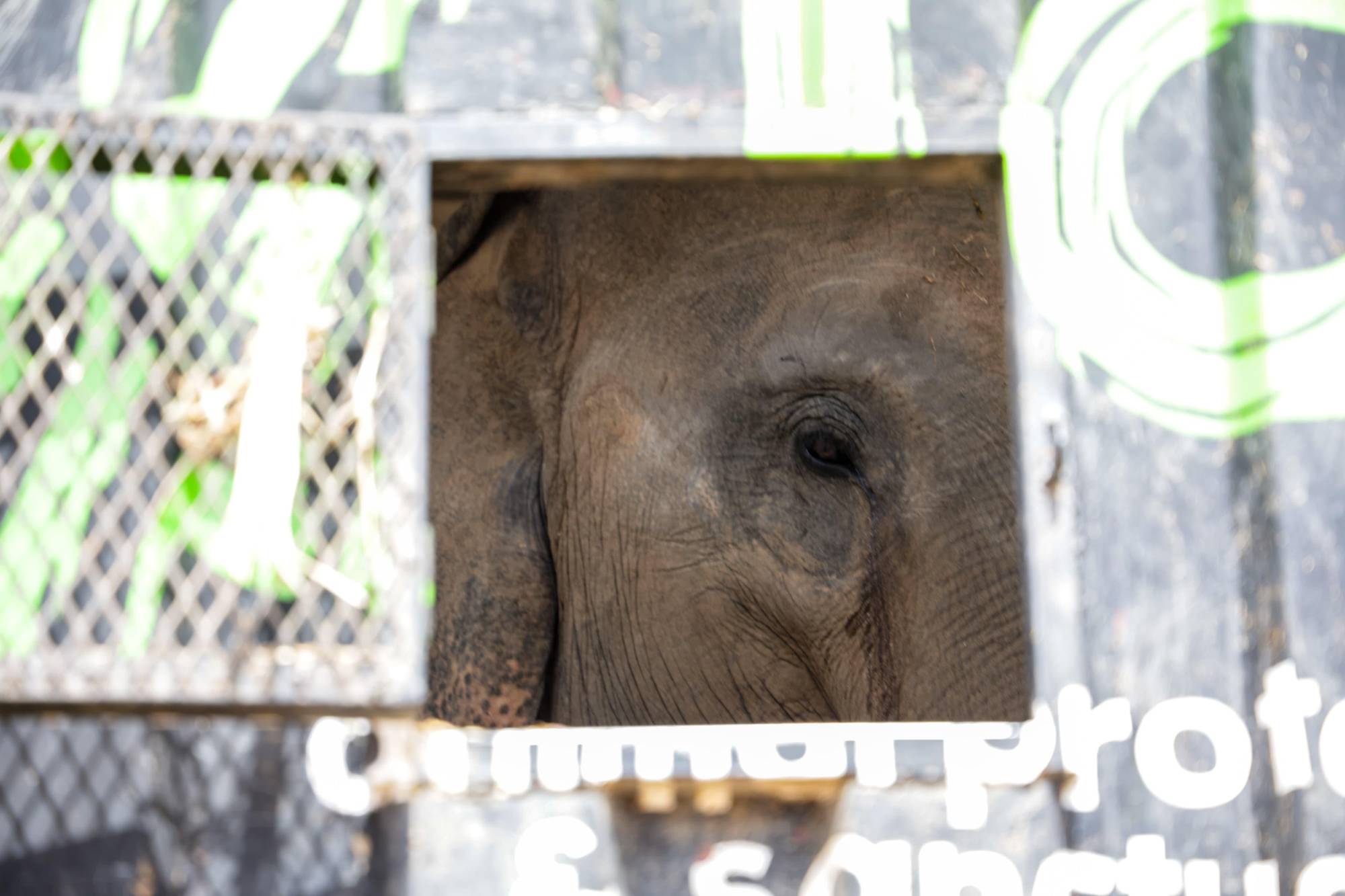 $!Ostok cierra su santuario por inseguridad en Culiacán: animales son trasladados a Mazatlán