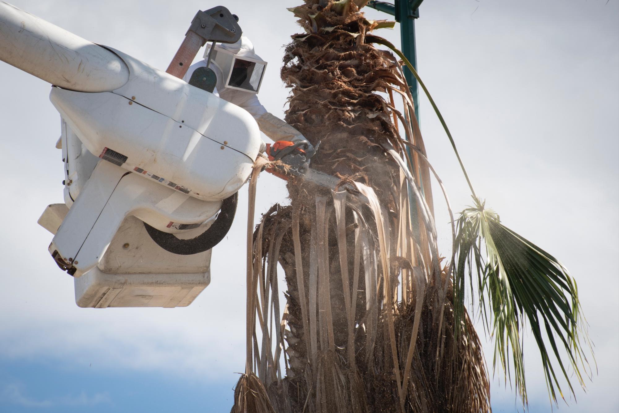 $!Realizan en Culiacán jornadas de limpieza y poda palmeras para ‘embellecer la ciudad’