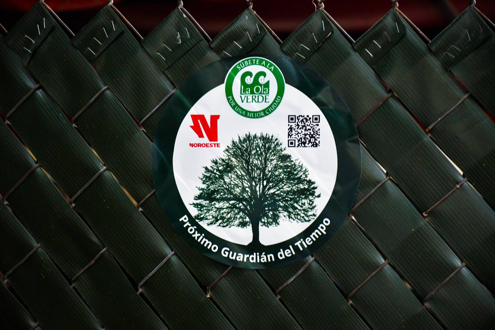 $!Los árboles centenarios: memoria viva y guardianes del tiempo de Culiacán