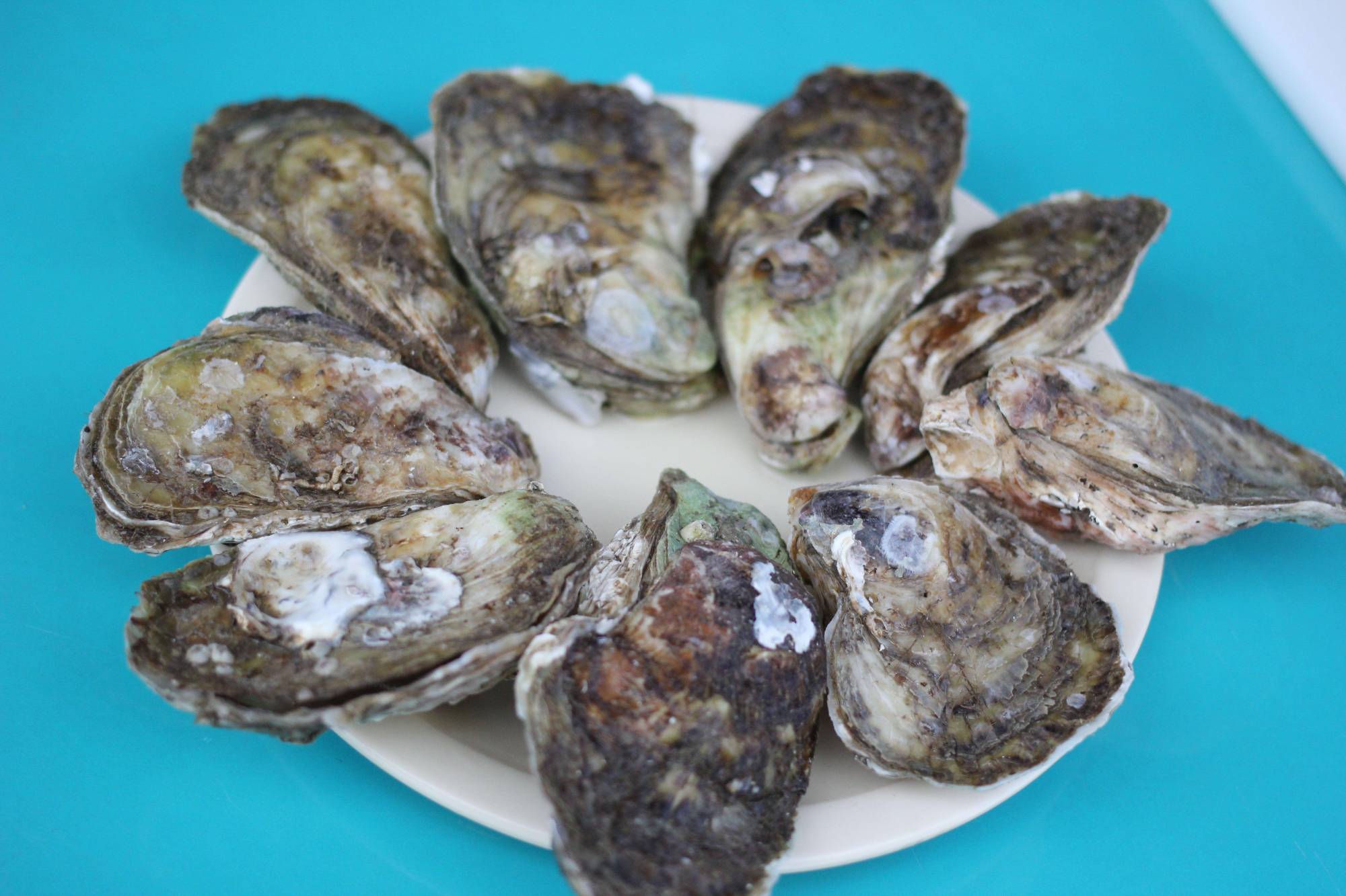 $!Inicia veda de ostión, camarón y tiburón en México