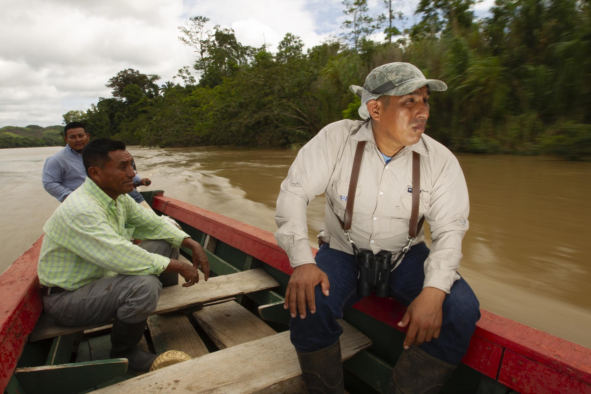 $!Águila harpía: reaparece la majestuosa ave rapaz que se creía extinta en México
