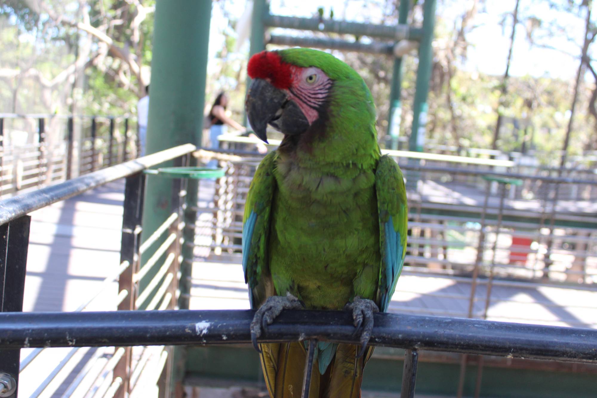 $!El zoológico está abierto de 9:00 a 17:00 horas, de lunes a domingo.