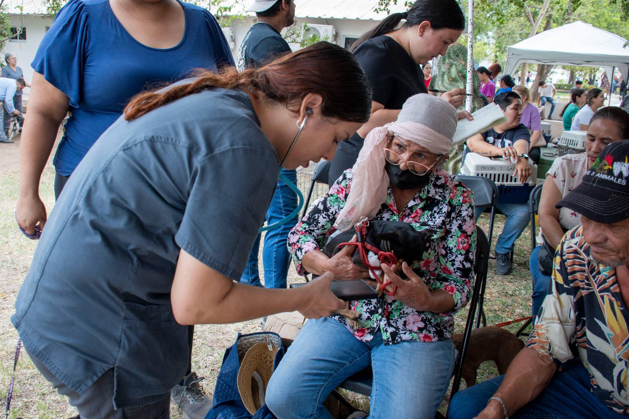 $!Esterilizan a 166 perros y gatos en campaña gratuita en Culiacán