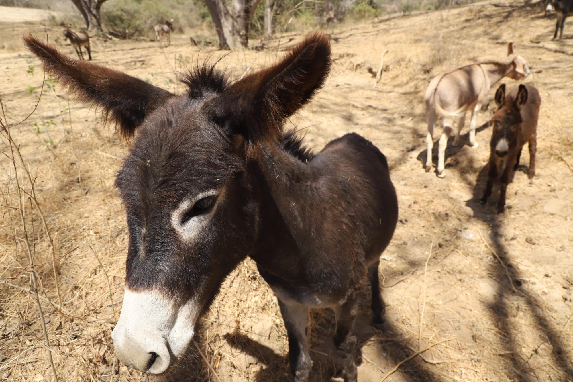 $!Lo que ‘La Vaca Lupe’ parió