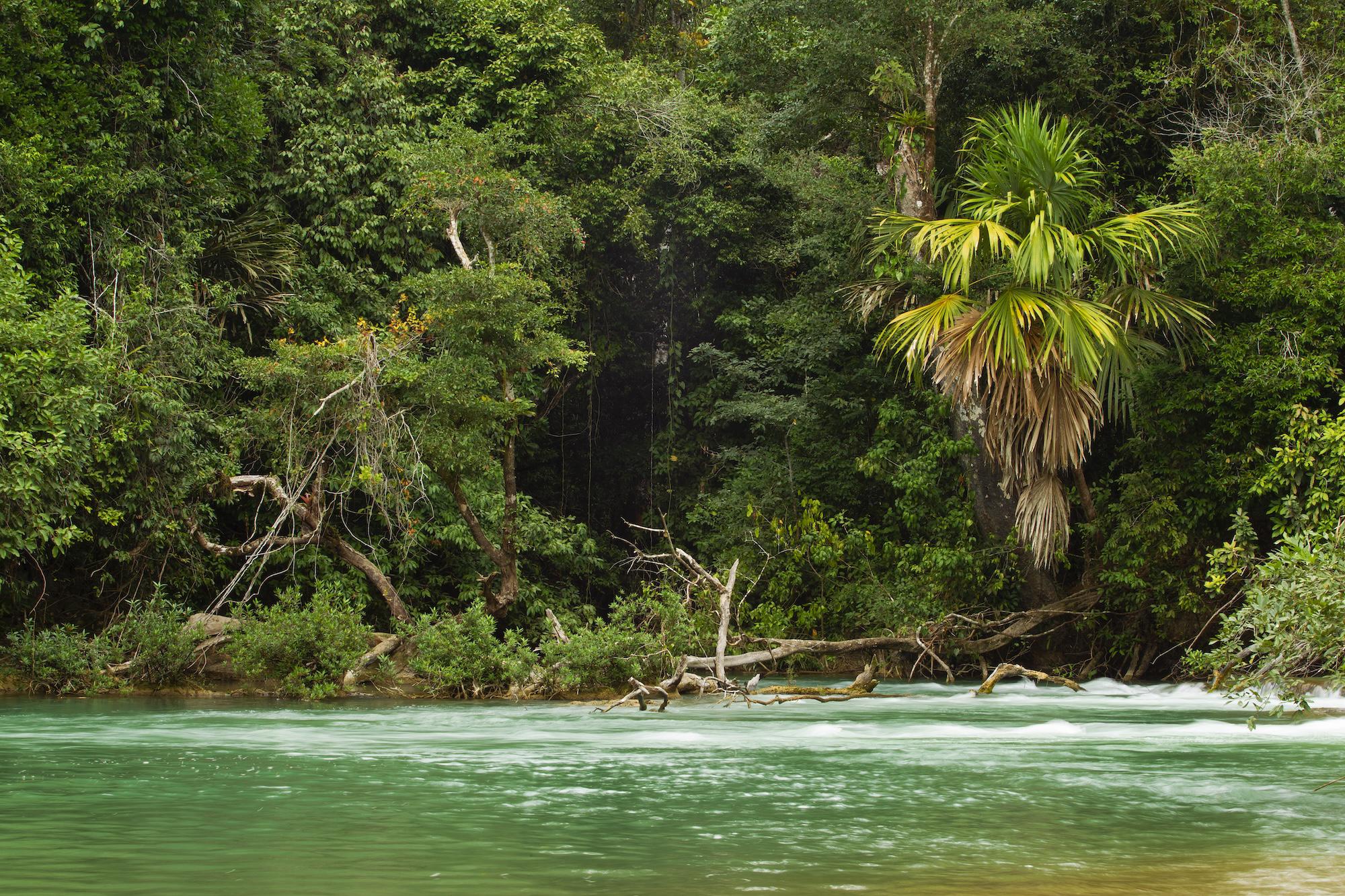 $!Águila harpía: reaparece la majestuosa ave rapaz que se creía extinta en México