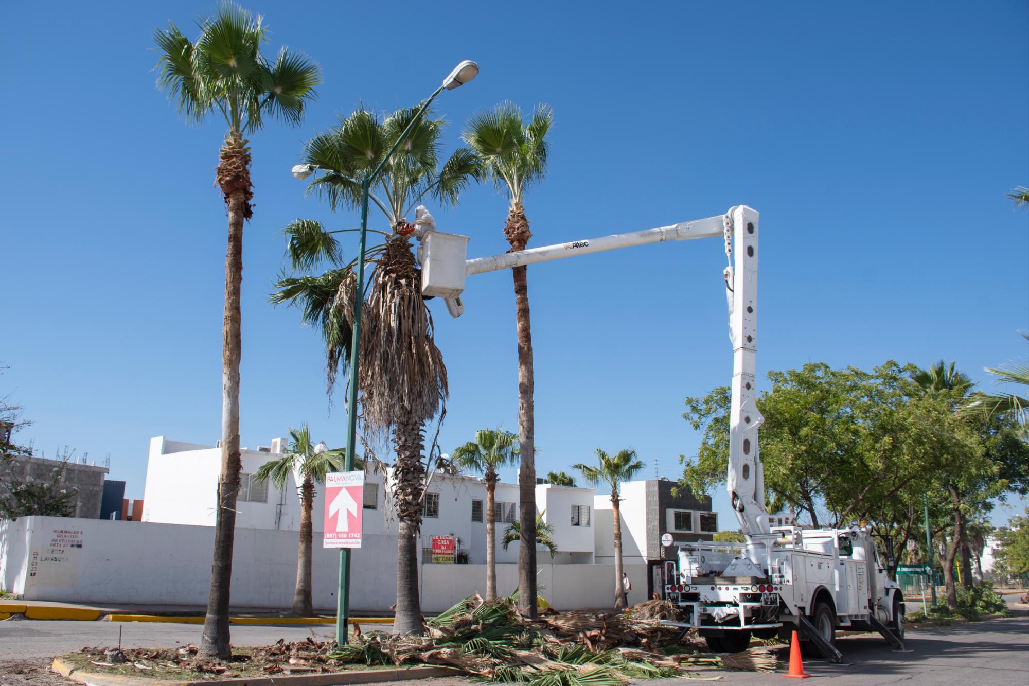 $!Realizan en Culiacán jornadas de limpieza y poda palmeras para ‘embellecer la ciudad’