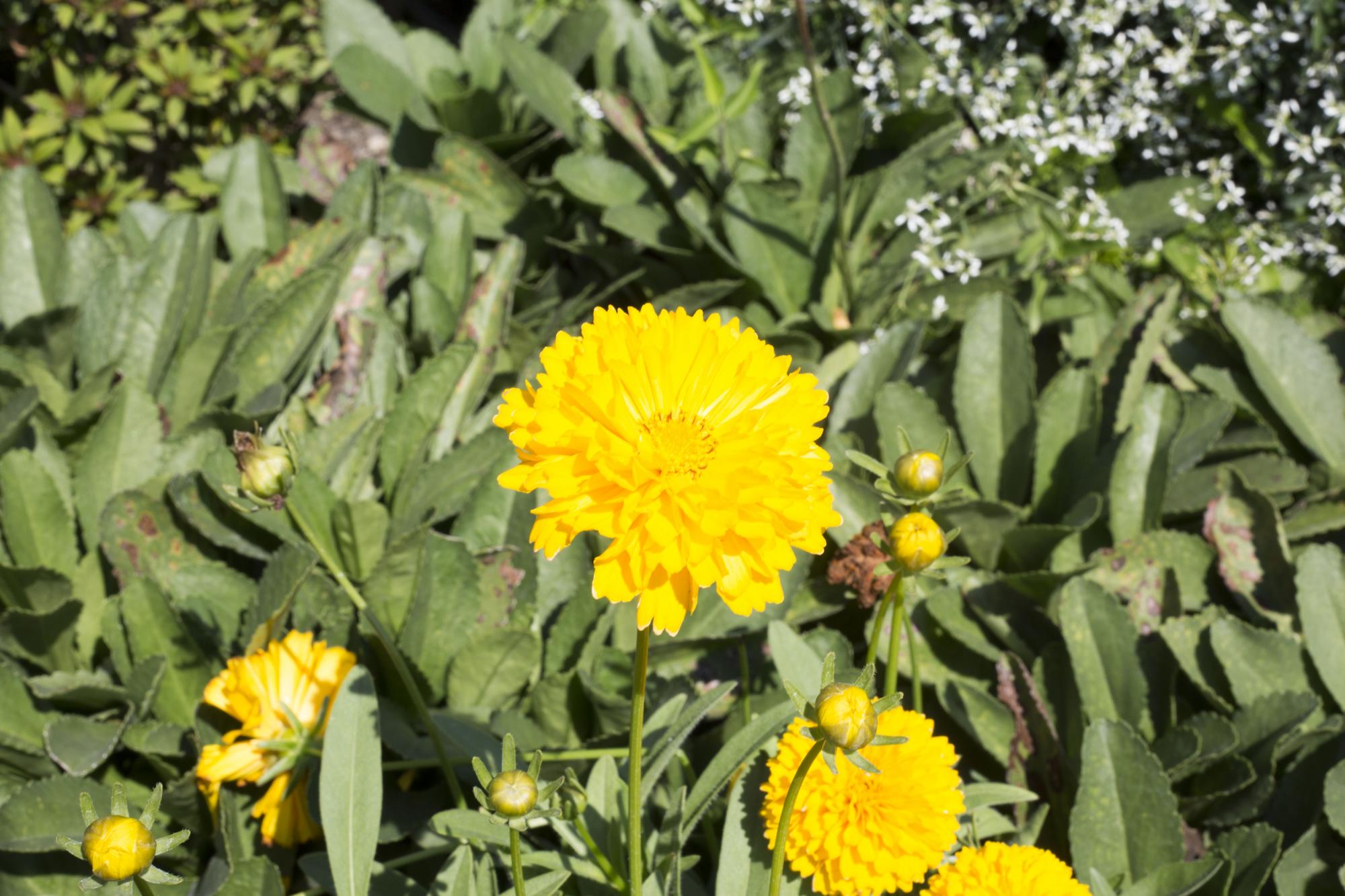 $!5 plantas que no pueden faltar en el altar de muertos