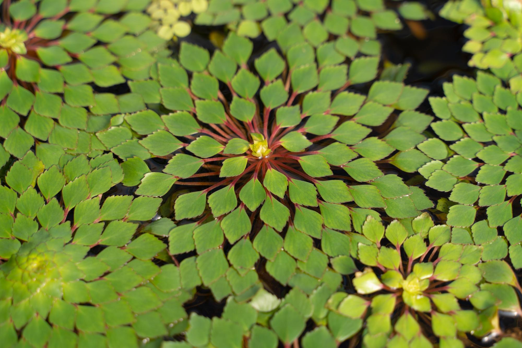 $!Invitan al público a fotografiar el estanque del Jardín Botánico de Culiacán