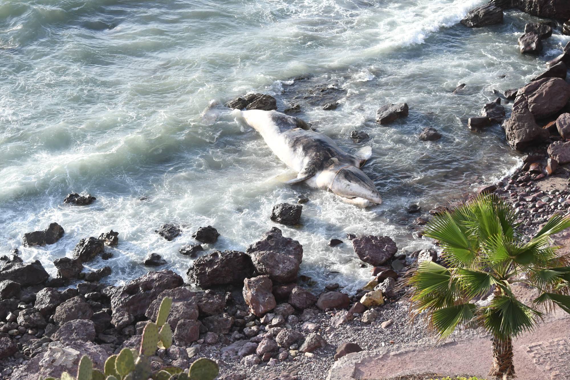 $!Ballena muerta encalla en zona rocosa del Paseo del Centenario de Mazatlán