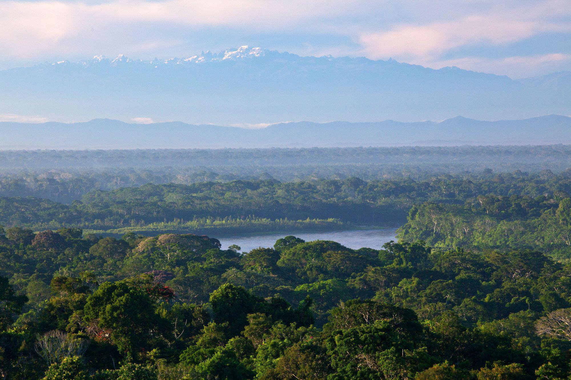 $!”Las plantas y animales amazónicas necesitan moverse para evitar el impacto del cambio climático”, asegura una de la autoras del estudio sobre Amazonía.