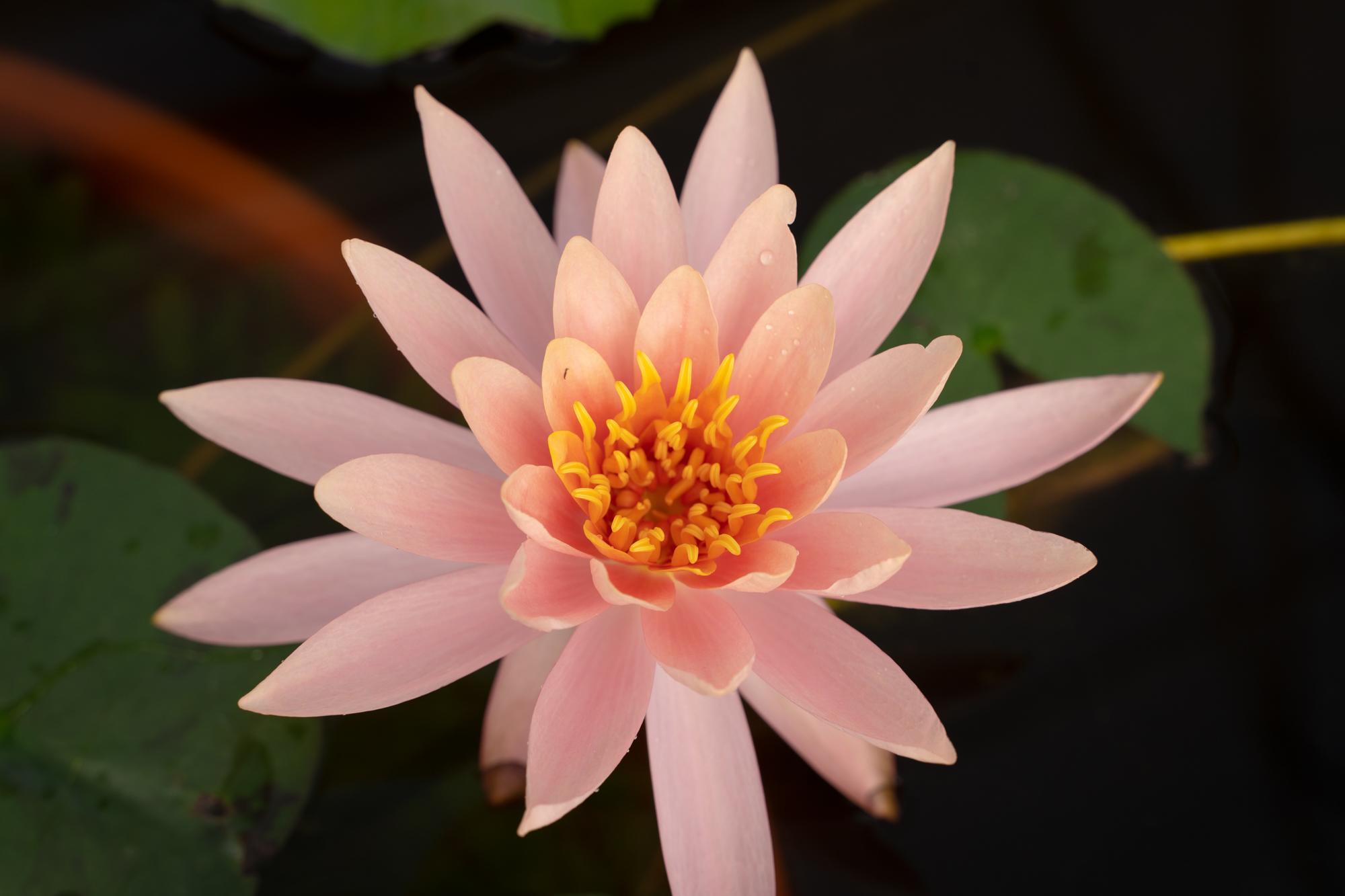 $!Invitan al público a fotografiar el estanque del Jardín Botánico de Culiacán