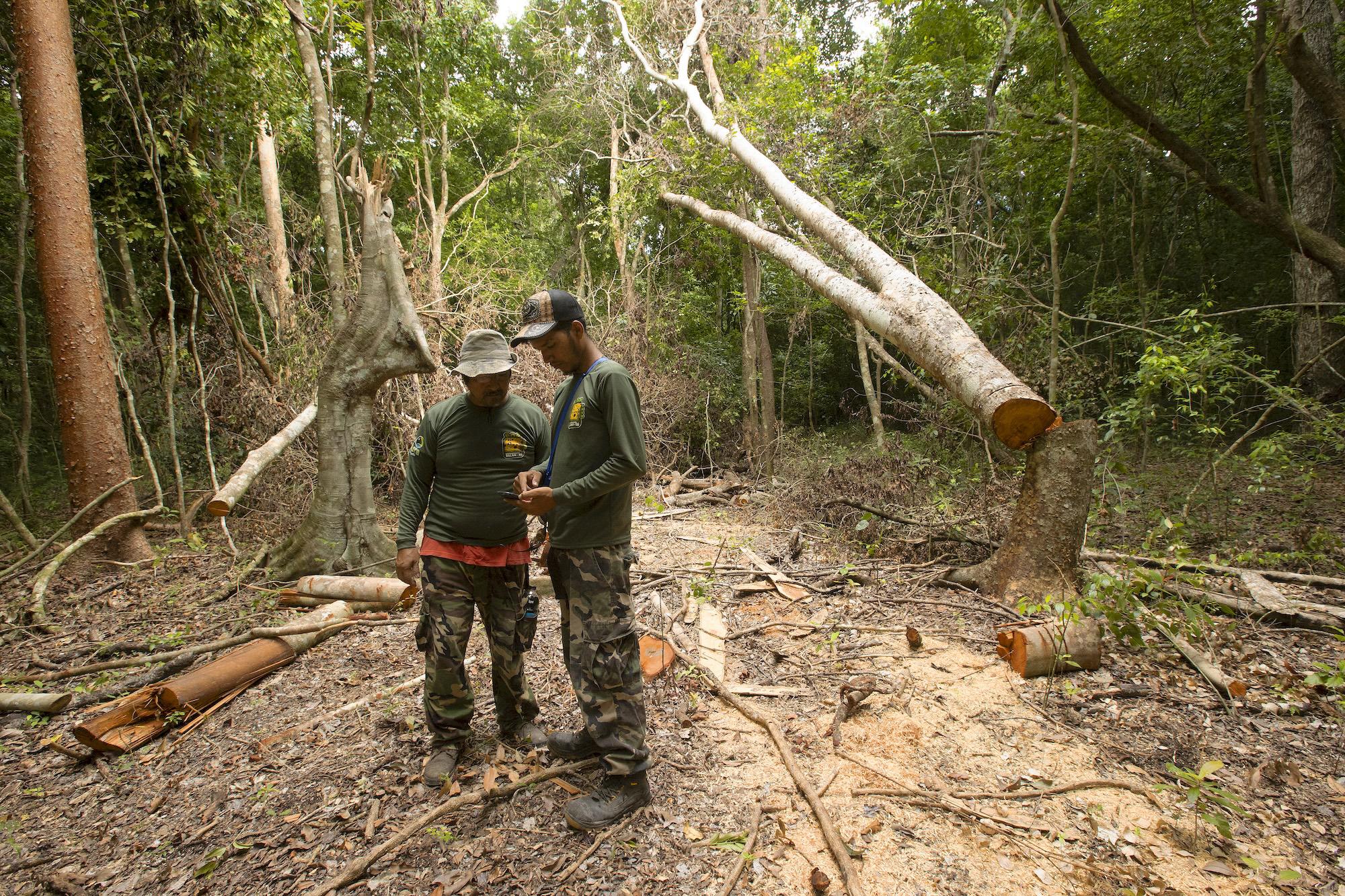 $!Águila harpía: reaparece la majestuosa ave rapaz que se creía extinta en México