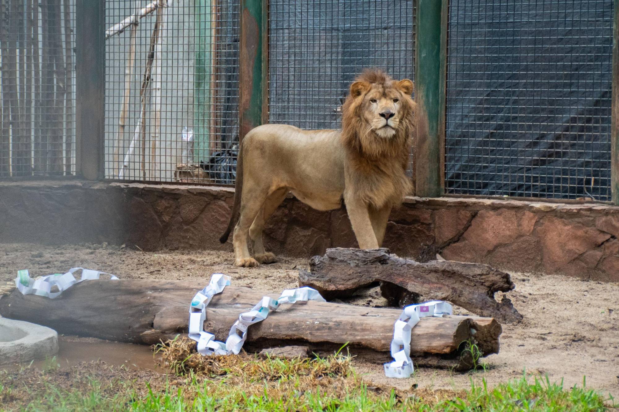 $!Presentan a ‘Tiki’, un nuevo león africano del Zoológico de Culiacán