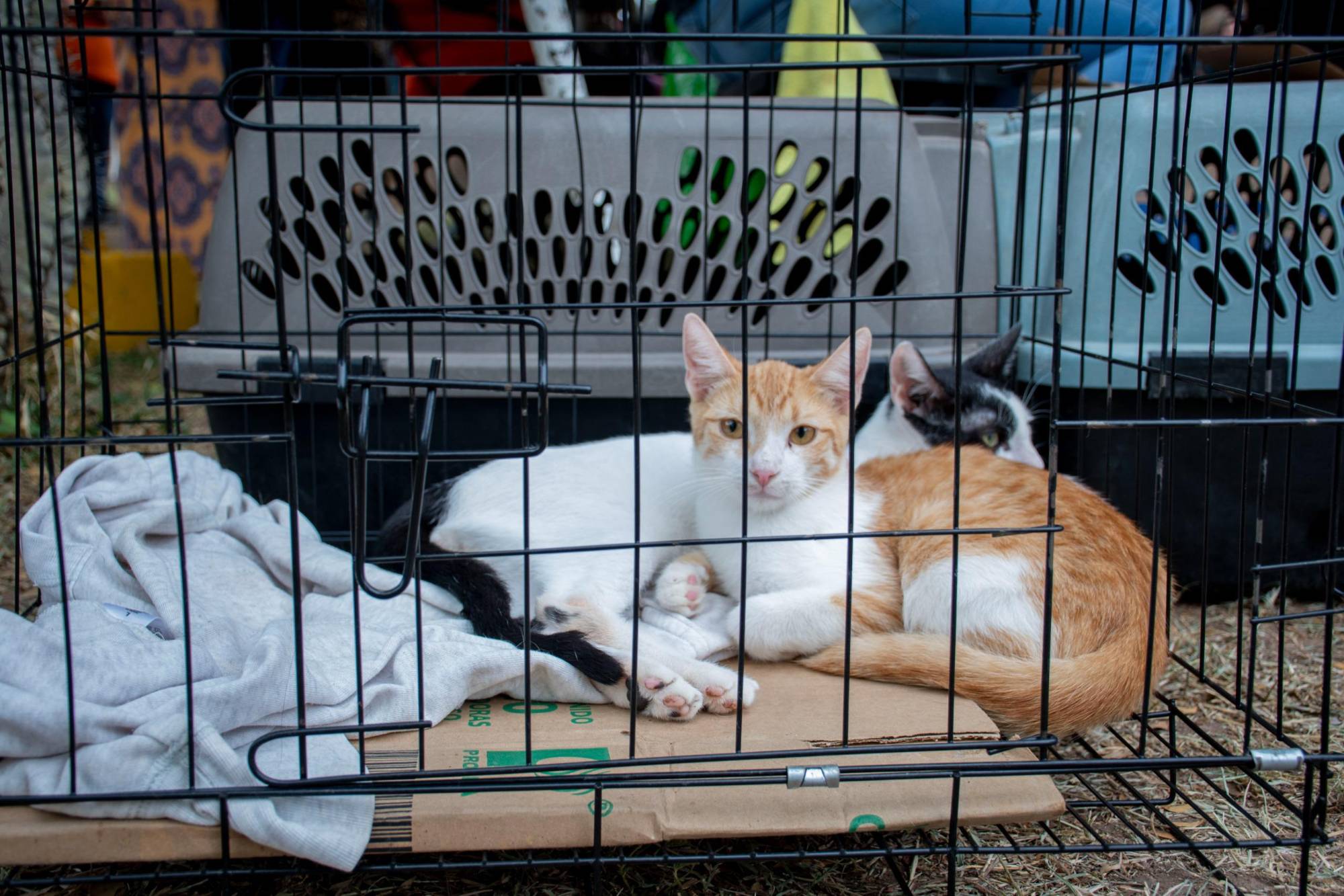 $!Esterilizan a 166 perros y gatos en campaña gratuita en Culiacán