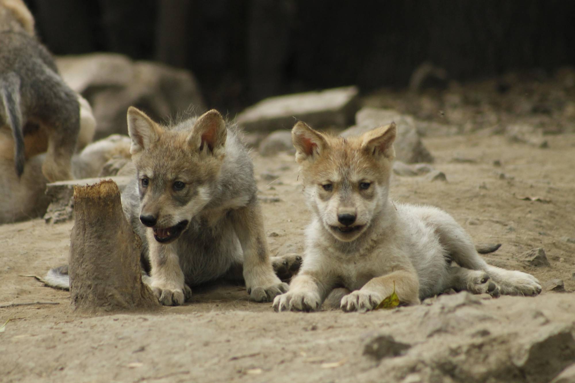 $!Coppel y Fundación Coppel lanzan campaña para la conservación del lobo mexicano